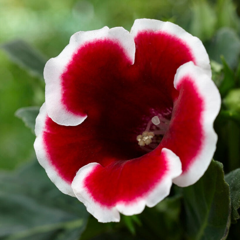 Gloxinia Kaiser Friedrich 1-pakning